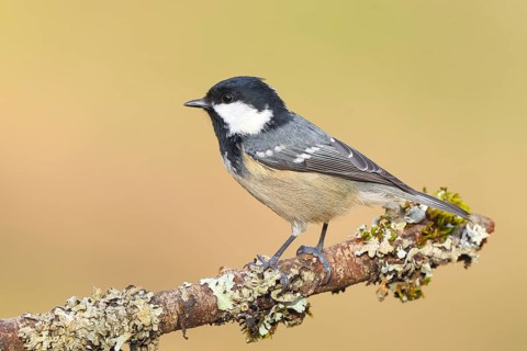 Fir tit (Periparus ater), sitting on a branch overgrown with moss and lichen, Wildlife, Animals,