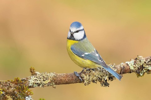 Blue tit (Parus caeruleus), sitting on a branch overgrown with moss and lichen, Wildlife, Animals,