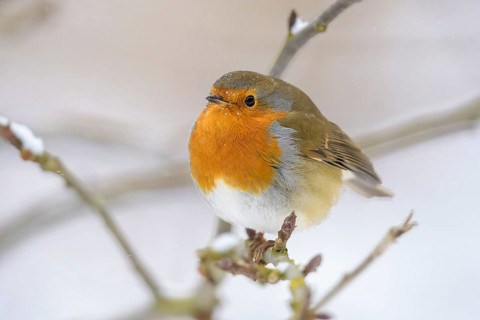 A robin (Erithacus rubecula) sits on a snow-covered branch and gazes into the distance,
