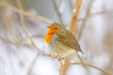 A robin (Erithacus rubecula) sitting on a branch in the middle of a light snowfall, Dümmerniederung