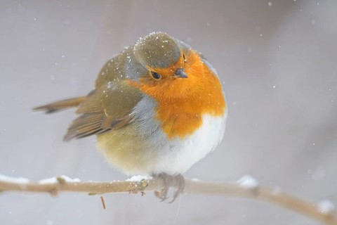 A robin (Erithacus rubecula) stands on a branch covered with snow in the background,