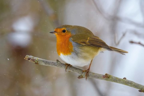 A robin (Erithacus rubecula) sitting on a snow-covered branch in a wintry environment,