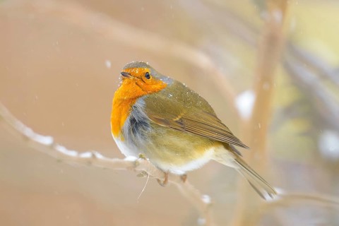 A robin (Erithacus rubecula) on a snow-covered branch in a wintry atmosphere, Dümmerniederung