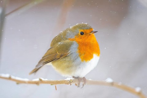 A robin (Erithacus rubecula) on a snow-covered branch, surrounded by a quiet winter background,