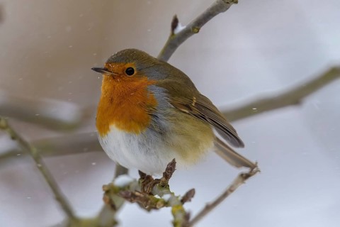 A robin (Erithacus rubecula) sits on a branch in winter and is surrounded by snow, Dümmerniederung