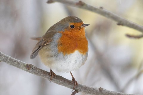 A robin (Erithacus rubecula) sits on a snow-covered branch, the blue-grey plumage contrasts with