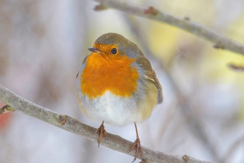 A robin (Erithacus rubecula) sitting on a wintery branch, surrounded by falling snow,