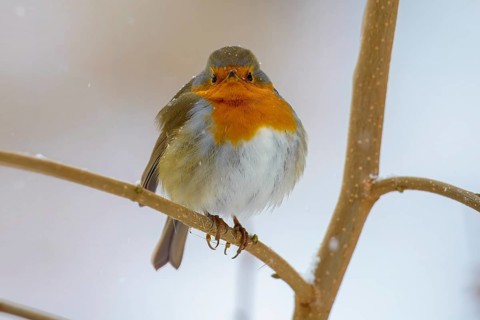 A robin (Erithacus rubecula) sitting on a branch, surrounded by soft snowfall, Dümmerniederung