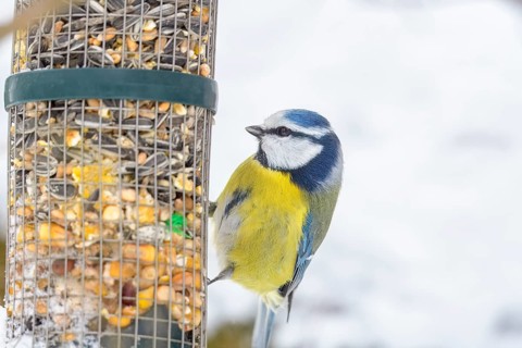 A blue tit (Cyanistes caeruleus) sitting at a feeder full of seeds in the snow, Dümmerniederung