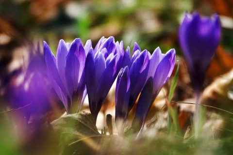 Beautiful crocus flower, early spring, Germany