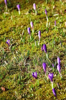 Beautiful crocus flower, early spring, Germany