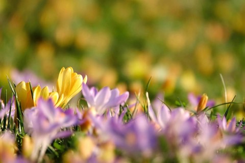 Beautiful crocus blossom at the beginning of March, Germany