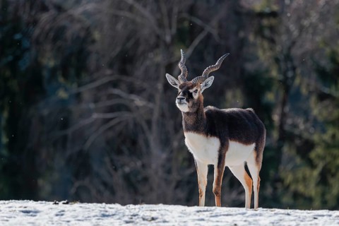 A male blackbuck (Antilope cervicapra) stands in a snow covered meadow on a sunny morning, backlit