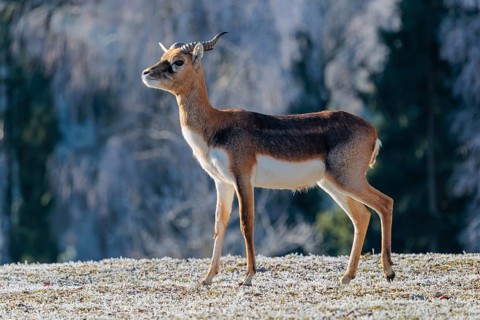 A young male blackbuck (Antilope cervicapra) stands in a hoar-frost covered meadow on a sunny