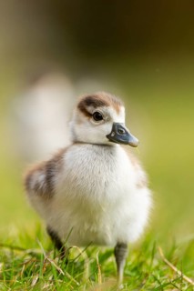 Egyptian goose (Alopochen aegyptiaca) cute chick on a meadow at the shore of a lake, Bavaria,