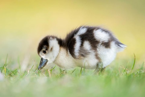 Egyptian goose (Alopochen aegyptiaca) cute chick on a meadow at the shore of a lake, Bavaria,