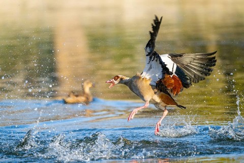 Egyptian goose (Alopochen aegyptiaca) aggressively attacking other seabirds on a lake, invasive