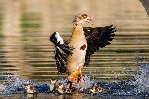 Egyptian goose (Alopochen aegyptiaca) with chicks aggressively attacking other seabirds on a lake,