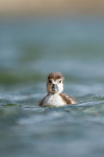Egyptian goose (Alopochen aegyptiaca) chicks swimming on a lake, Bavaria, Germany
