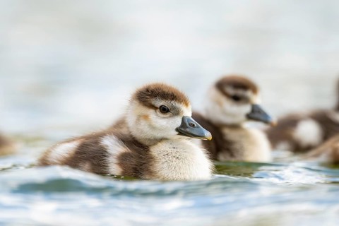 Egyptian goose (Alopochen aegyptiaca) chicks swimming on a lake, Bavaria, Germany