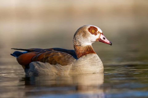 Egyptian goose (Alopochen aegyptiaca) wimming on a lake, Bavaria, Germany