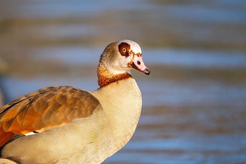 Egyptian goose (Alopochen aegyptiaca) at the shore of a lake, Bavaria, Germany