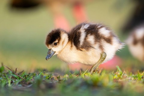 Egyptian goose (Alopochen aegyptiaca) cute chick on a meadow at the shore of a lake, Bavaria,