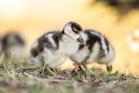 Egyptian goose (Alopochen aegyptiaca) cute chicks on a meadow at the shore of a lake, Bavaria,