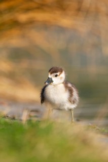 Egyptian goose (Alopochen aegyptiaca) cute chick on a meadow at the shore of a lake, Bavaria,
