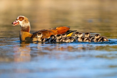 Egyptian goose (Alopochen aegyptiaca) mother with her chicks swimming on a lake, Bavaria, Germany