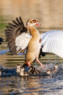 Egyptian goose (Alopochen aegyptiaca) with chicks aggressively attacking other seabirds on a lake,