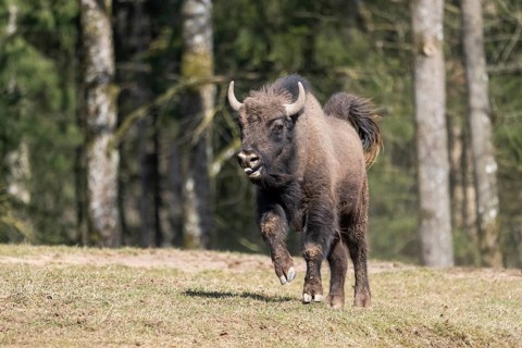 European bison (Bison bonasus) running fast on a meadow, Bavaria, Germany