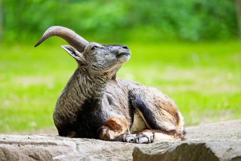 Bharal (Pseudois nayaur) lying on a rock, Germany