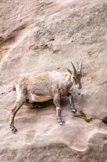 Alpine ibex (Capra ibex) female standing on the rocks, Bavaria, Germany
