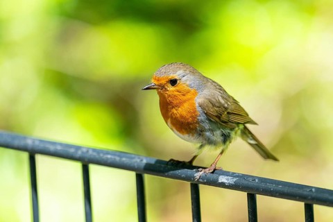 European robin (Erithacus rubecula) sitting on a fence, Bavaria, Germany