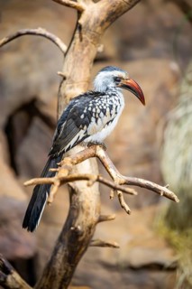 Northern red-billed hornbill (Tockus erythrorhynchus) sitting on a branch, captive, Bavaria,