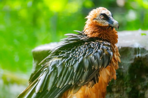 Bearded Vulture (Gypaetus barbatus) adult bird, portrait, Germany