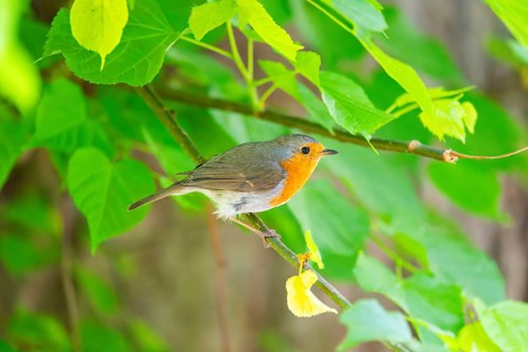 European robin (Erithacus rubecula) sitting on a branch, Bavaria, Germany