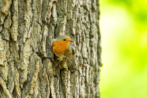 European robin (Erithacus rubecula) sitting on the bark of a tree trunk, Bavaria, Germany