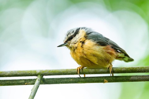 Eurasian nuthatch (Sitta europaea) sitting on a fence, Bavaria, Germany