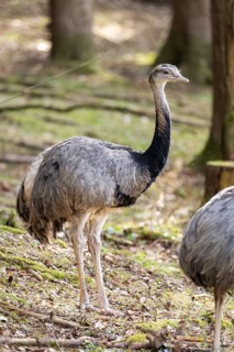 Greater rhea or American rhea (Rhea americana) standing in a forest, invasive species, captive,