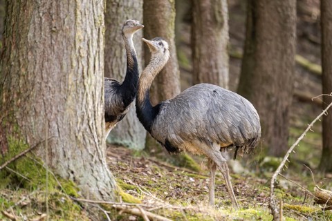 Greater rhea or American rhea (Rhea americana) standing in a forest, invasive species, captive,