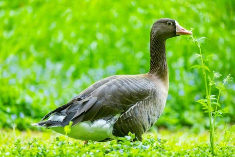 Greater white-fronted goose (Anser albifrons) standing on a meadow, Bavaria, Germany