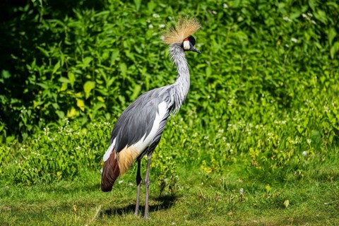 Black crowned crane (Balearica pavonina) standing on a meadow, Bavaria, Germany