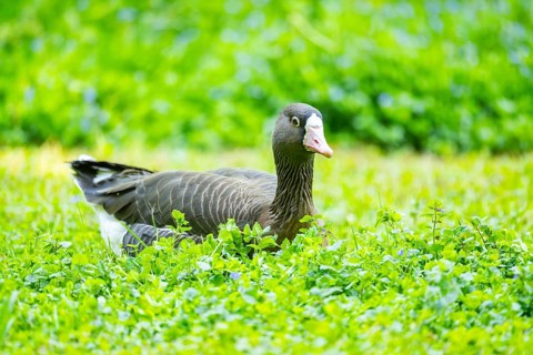 Greater white-fronted goose (Anser albifrons) lying on a meadow, Bavaria, Germany