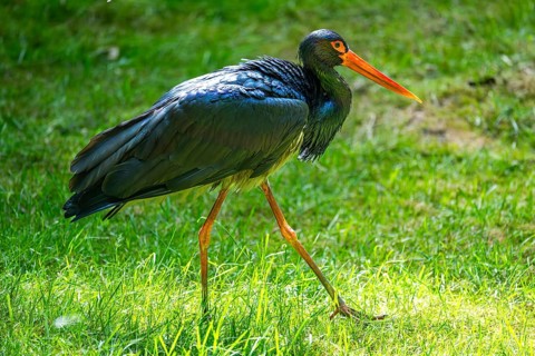 Black stork (Ciconia nigra) standing on a meadow, Bavaria, Germany