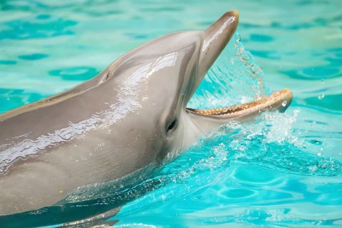 Common bottlenose dolphin (Tursiops truncatus) swimming in the water, captive