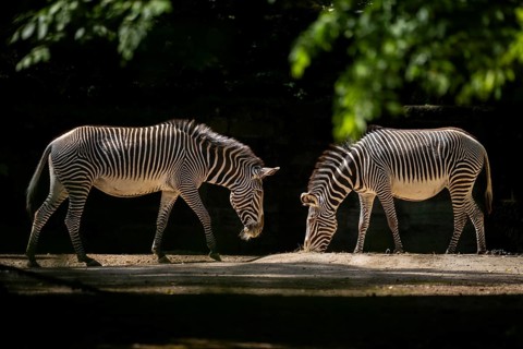Grévy's zebra (Equus grevyi) standing on the ground, Germany