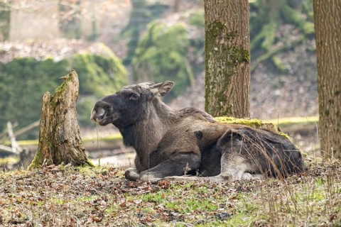 Elk (Alces alces) lying on a meadow in a forest, Bavaria, Germany