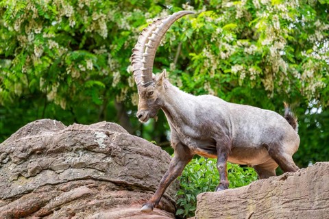 Alpine ibex (Capra ibex) male walking over rocks, Bavaria, Germany